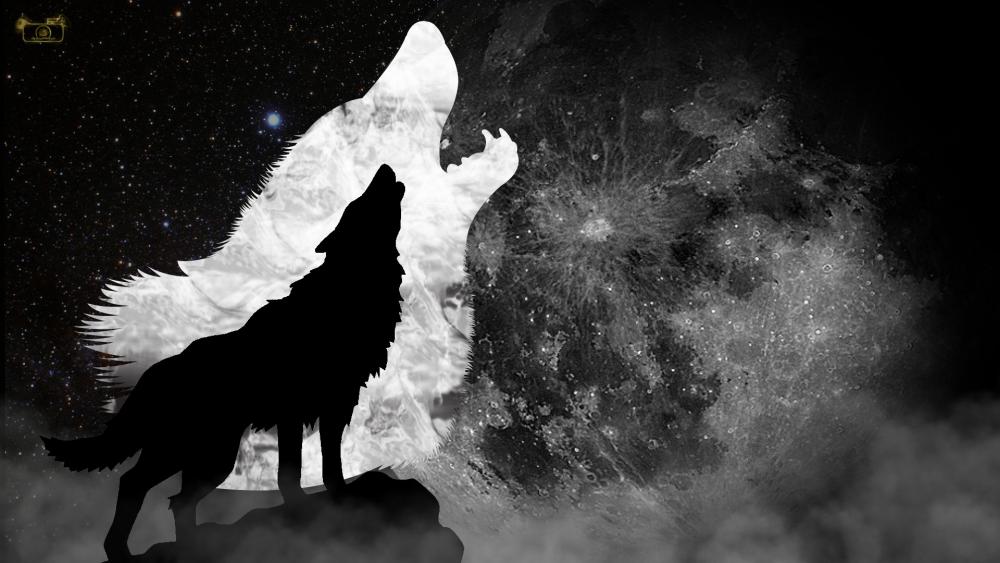 Howling Wolf Wallpaper #1111.jpg