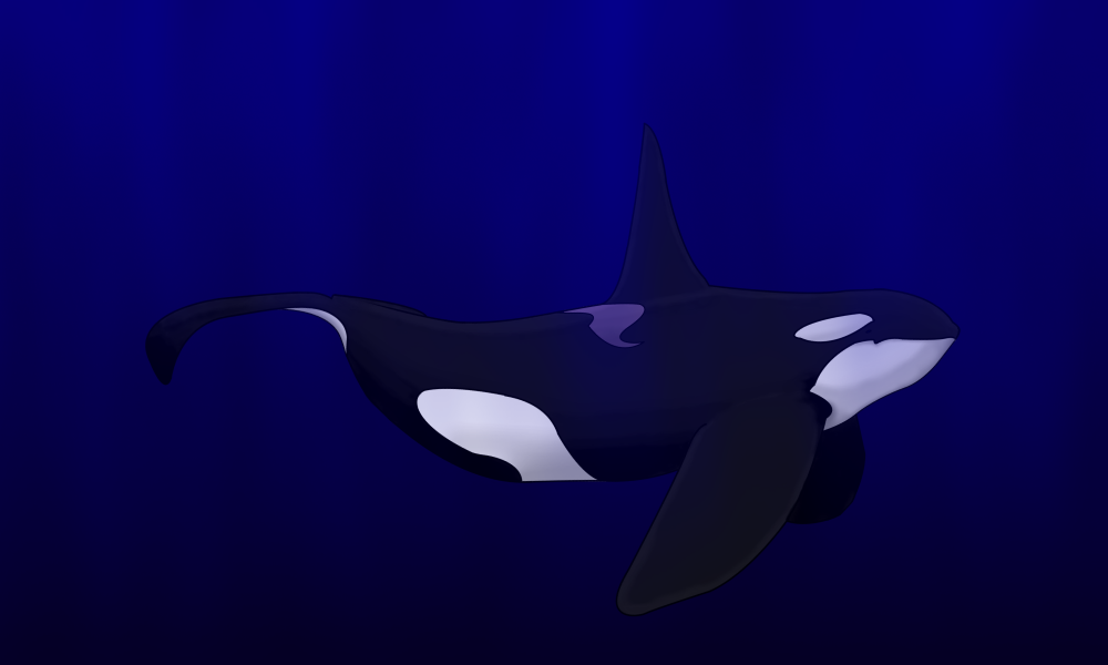 Orca male color 2.png