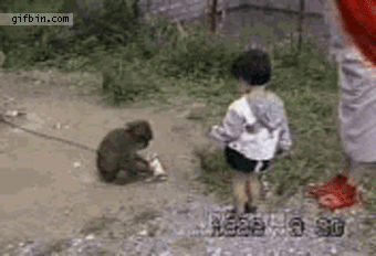 funny-monkey-4.gif.672aaab1b1e8801bda043b2378aa29ad.gif