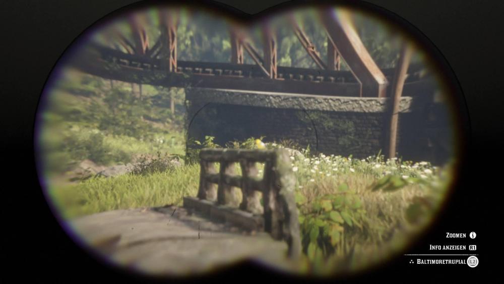 baltimore 'Trupial4.jpg