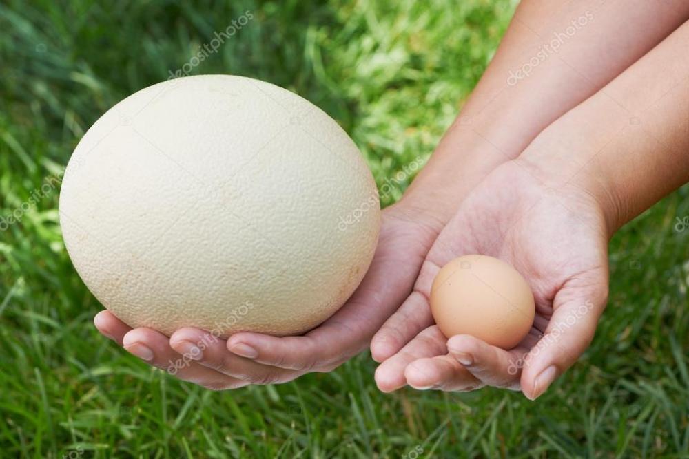 depositphotos_35778785-stock-photo-compare-chiken-and-ostrich-eggs.jpg